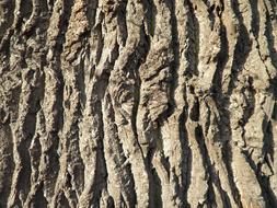 Bark of Oak Tree