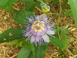 Passionflower vine with Purple Flower