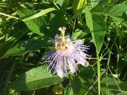 Passionflower, gorgeous Purple Flower among green leaves