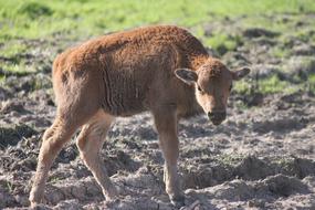 Buffalo Young Baby