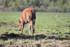 Buffalo Young Baby grazing