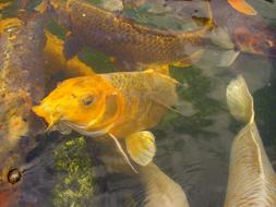 Koi Carp Fish