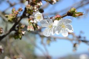 Close-up of the beautiful, blossoming, white and yellow cherry flowers on the branches, in spring