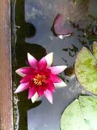 Water Lily Nuphar Lutea Pond