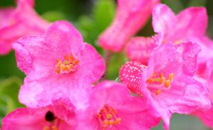 Ciliated Alpenrose close-up on blurred background