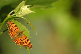 Butterfly Closeup Green