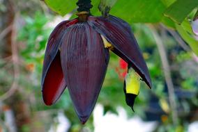 Banana Flower Sunbird