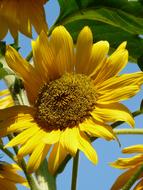 wondrous Sunflower Blossom