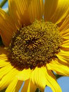 summer sunflower close up on a sunny day