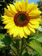 Sunflower Summer Yellow