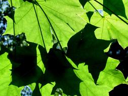 Green Foliage at Summer