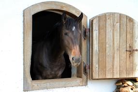 Horse Head
