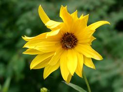 yellow flower in the garden on a blurred background