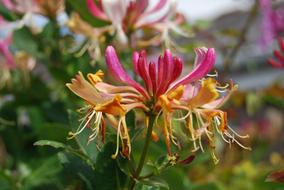flower with pink and yellow petals