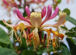 Close-up of the beautiful and colorful, blossoming honeysuckle flowers, with the green leaves, in the summer