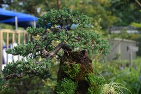 Miniature Bonsai Pine