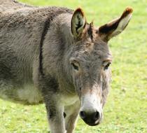 Donkey Head Portrait