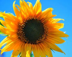 Yellow Sunflower blue sky