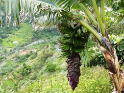 Banana Palm Blossom