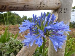 Agapanthus Blue Flower and Wood