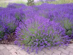Lavender Purple Mood in the garden