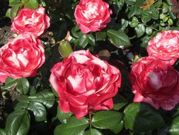 romantic Rose Red Flower