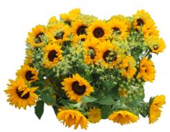 Strauss Bright yellow Sunflower