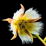 Blossom yellow white orange