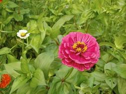 Pink and white flower in the grass