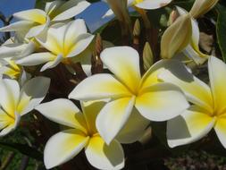 blooming yellow-white plumeria