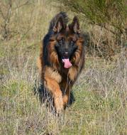 German Shepherd Almind