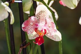 beautiful Orchid Leaf Blossom