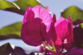 pink bouganvillea leaves, close-up