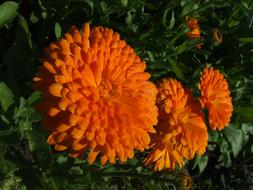 lush orange color Flowers, Calendula