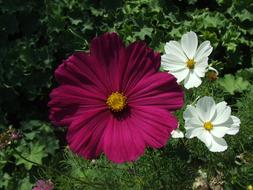 Phlox Flame Flowers in garden