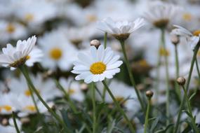 Daisy Flowers Green white yellow close-up on blurred background