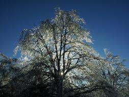 Ice Tree Winter