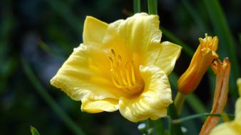 photo of elegant yellow lily