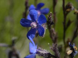 blue petals of a wild flower, close-up
