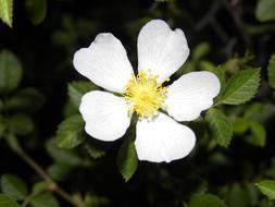 charming beautiful Flower White Yellow