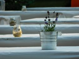 Pot Lavender