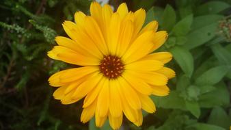 yellow Flower Blossom Bloom