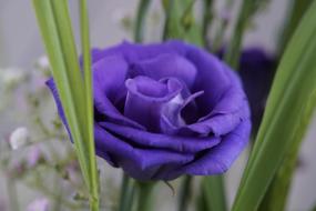 Close-up of the beautiful, violet flower, among the green leaves