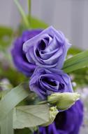 Purple rose Flower Blossoms