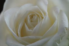 wondrous Rose White Flower