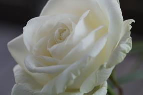 Close-up of the beautiful and blooming, white and yellow rose flower