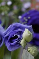 blue flowers in a bouquet in a blurred background