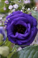 Purple Flower Blossom in bouquet