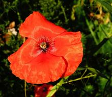 wondrous red Poppy garden Blossom