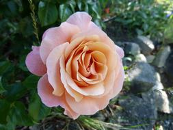 Flowers Pink Macro